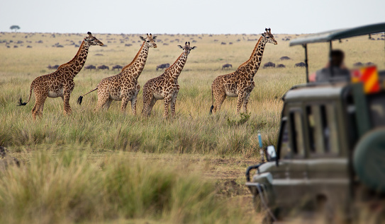 safari in africa costo   safari in africa con bambini   safari in africa dove andare   safari in africa consigli   safari in africa quando andare   safari in africa quanto costa 
andBeyond