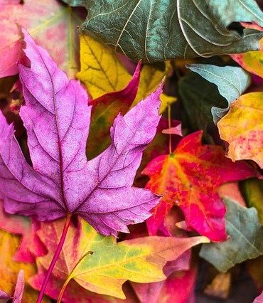 Foliage in Italia: i posti più belli dove vederlo. Ecco dove andare in Italia ad ottobre